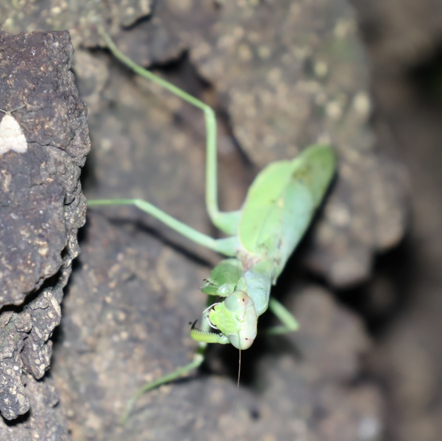 ハラビロカマキリ♀_No.3のクヌギ_クワガタ達のオアシス_2023年10月5日18時40分 気温19.2度